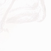 Image 39