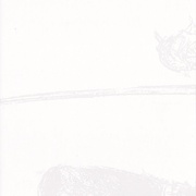 Image 34