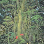 Image 35
