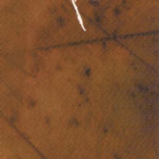 Image 36