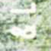Image 44