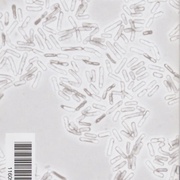 Image 38